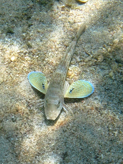 juvenile Chelidonichthys lucerna